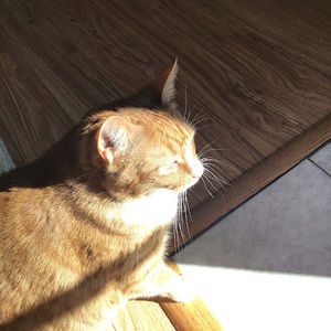 Meet your Posher, Lusar